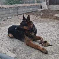 سگ ژرمن شپرد