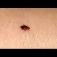 سمپاشی با متخصصان حرفه ای موریانه، ساس، موش