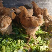 دستگاه جوجه کشی|لوازم جانبی حیوانات|قم, وادی السلام|دیوار