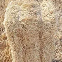 بسته کاه یابسته پیخ
