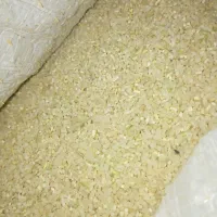 خورده‌برنج‌چمپای