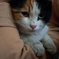 گربه مادر همراه با دو توله دوروزه