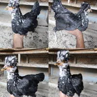 تخم نطفه دار گلین|حیوانات مزرعه|بن, |دیوار