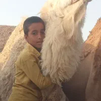 فروش تعدادی شتر