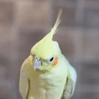 عروس هلندی پاریس گرینچیک مرغ عشق ملنگو