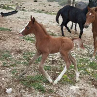 فروش اسب دره‌شوری|اسب و تجهیزات اسب‌سواری|خنج, |دیوار