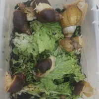 حلزون آچاتینا