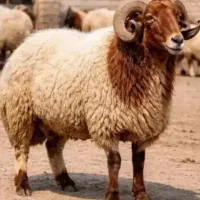 پخش دام کالازنده تمامی مراسمات