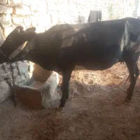 گاو دورگ ۵ ماه ابسته|حیوانات مزرعه|اندیکا, |دیوار