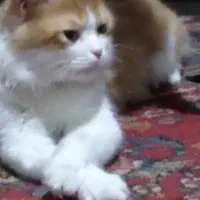 باسلام گربه ی گم شده محدوده اسلام ابادشاقاجی