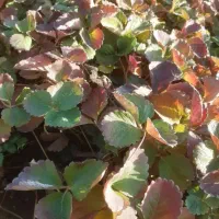 نشا توت فرنگی پاروس