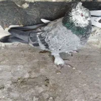 کفتر|پرنده|نجفآباد, کهریزسنگ|دیوار