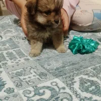 اسگ شیتزو|سگ|پرند, فاز ۶|دیوار