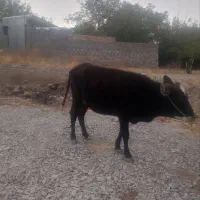 یک گاو ماده ویک گوساله نر