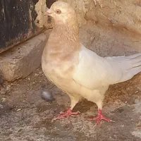 کفتر  رنگه کله  سینه|پرنده|مشهد, عسگریه|دیوار