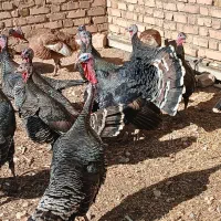 تعداد بوقلمون برنز اصیل وپنج عددبوربون چاق|حیوانات مزرعه|قیدار, |دیوار