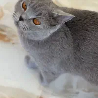 اسکاتیش|گربه|ارومیه, |دیوار