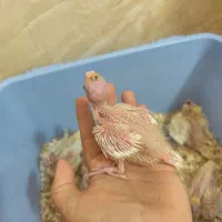 جوجه عروس هلندی|پرنده|شیراز, کوشک میدان|دیوار