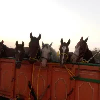 خرید فروش اسب|اسب و تجهیزات اسبسواری|اصفهان, خاتونآباد|دیوار