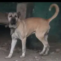 سگ سرابی نسل به حق قره باش یدان|سگ|تهران, باشگاه نفت|دیوار