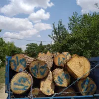 خرید و برش انواع  چوب و درخت باغی  نقدی