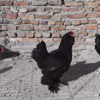 مرغ سیاه پا پر تخم گذار