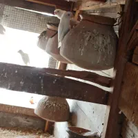 فروش چند جفت کوتوله سفید|پرنده|چابهار, |دیوار