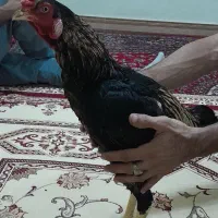 خروس لاری|حیوانات مزرعه|اهواز, ۲۴ متری|دیوار