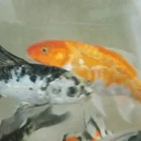 ماهی کوی ۱۰ الی ۱۵ سانت خوشکل پوست چرم|ماهی|کاشان, گارزگاه|دیوار