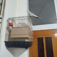 عروس هلندی|پرنده|اصفهان, شهید رجایی|دیوار