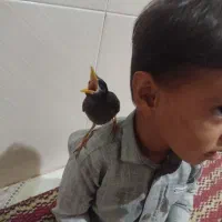 مینا افغانی اصلی