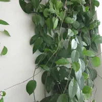 گل طبیعی|گل و گیاه طبیعی|فردیس, فرامرزیه|دیوار