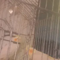 یک جفت عروس هلندی جوان