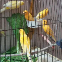 قناری نر و ماده