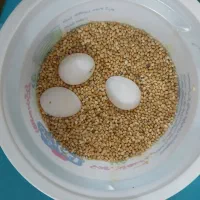 تخم عروس هلندی