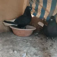 کبوتر دم سفید