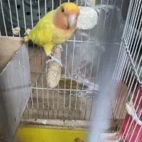 دو عدد طوطی برزیلی با قفس و تخم