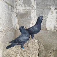 کبوتر جوجه المانی|پرنده|آشخانه, |دیوار