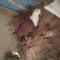 کبوتر قلدر وخوشکل|پرنده|تربت‌حیدریه, شهرک ولیعصر|دیوار