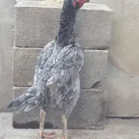 مرغ لاری افغان دنگ بالا