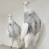 کبوتر