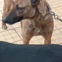 کفتر|سگ|نیشابور, فضل|دیوار