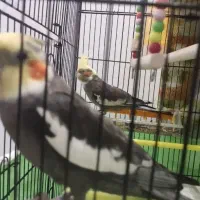 جفت عروس هلندی مولد سخنگو