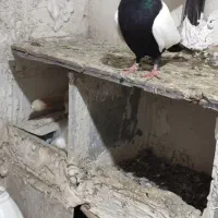 بالا مایا|پرنده|اردبیل, |دیوار