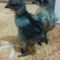 جوجه لاری نژاد اصیل|حیوانات مزرعه|جویم, |دیوار