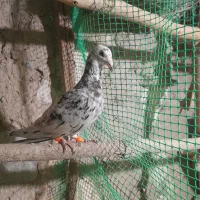 چهارتا کبوتر دوتا نردوتاماده|پرنده|قزوین, |دیوار