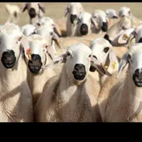گوسفند بره سفیددام افشار تضمینی نصف گوشت|حیوانات مزرعه|مشهد, ارشاد|دیوار