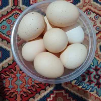 تخم مرغ محلی