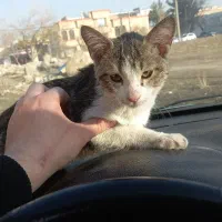 واگذاری رایگان|گربه|ارومیه, |دیوار