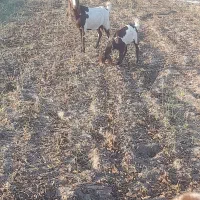 بز و بزغاله اصیل و پاکستانی|حیوانات مزرعه|فاضل آباد, |دیوار